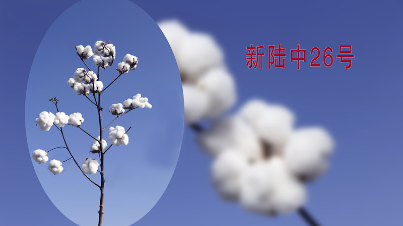 新陸中26號(hào)