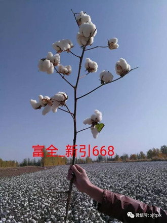 新引668