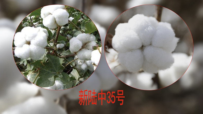 新陸中35號(hào)