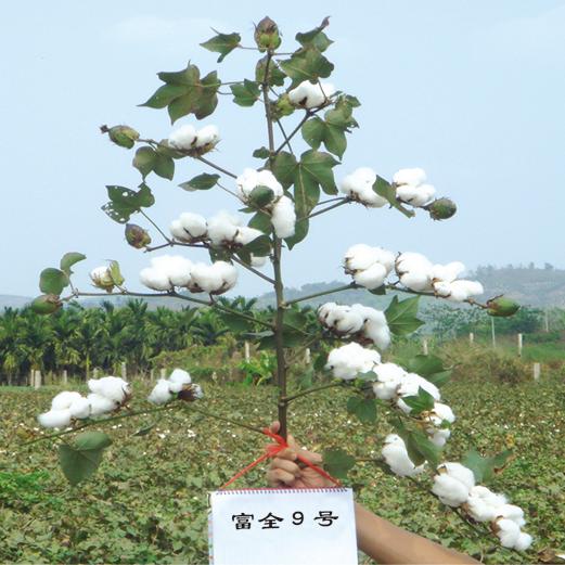  新陸中44號(hào)