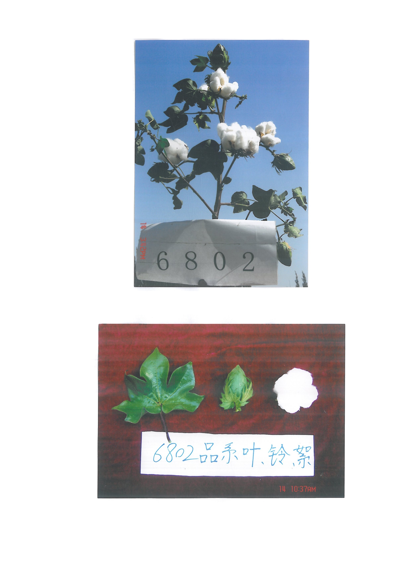 新陸中33號(hào)